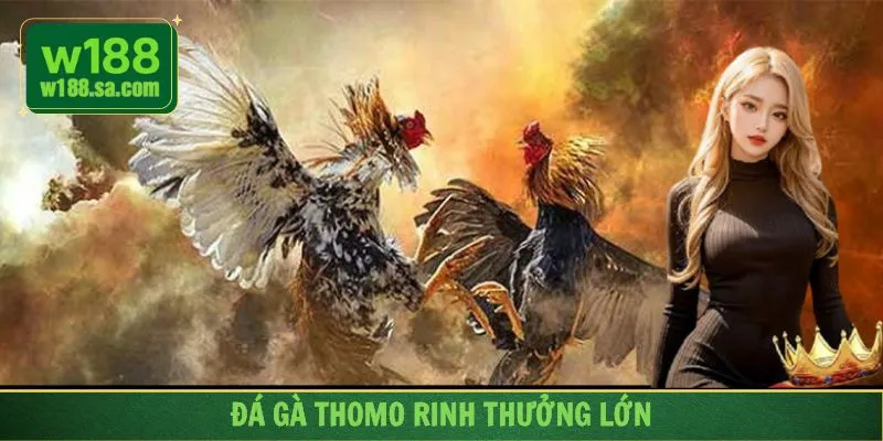 Đá Gà Thomo - Chiến Lược Đặt Cược Để Rinh Thưởng Lớn