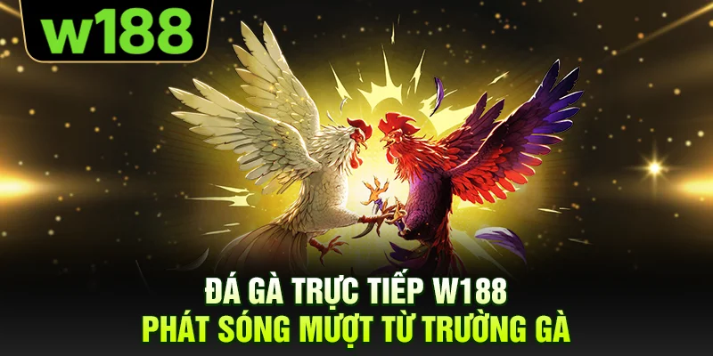 Đá gà trực tiếp W188 phát sóng mượt từ trường gà